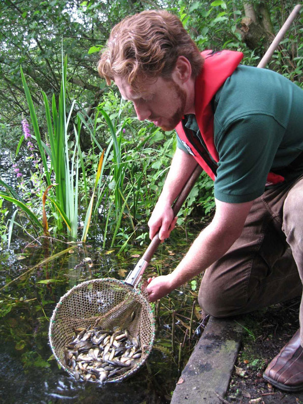 crucian carp norfolkweb.jpg